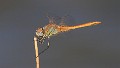 IMG_2110 Sympetrum fonscolombii